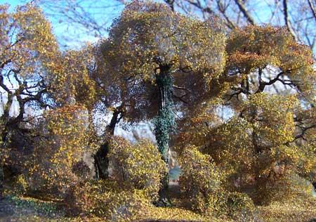 Forêt de chênes en automne - HO.